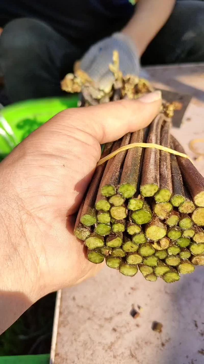 大量收购蕨菜