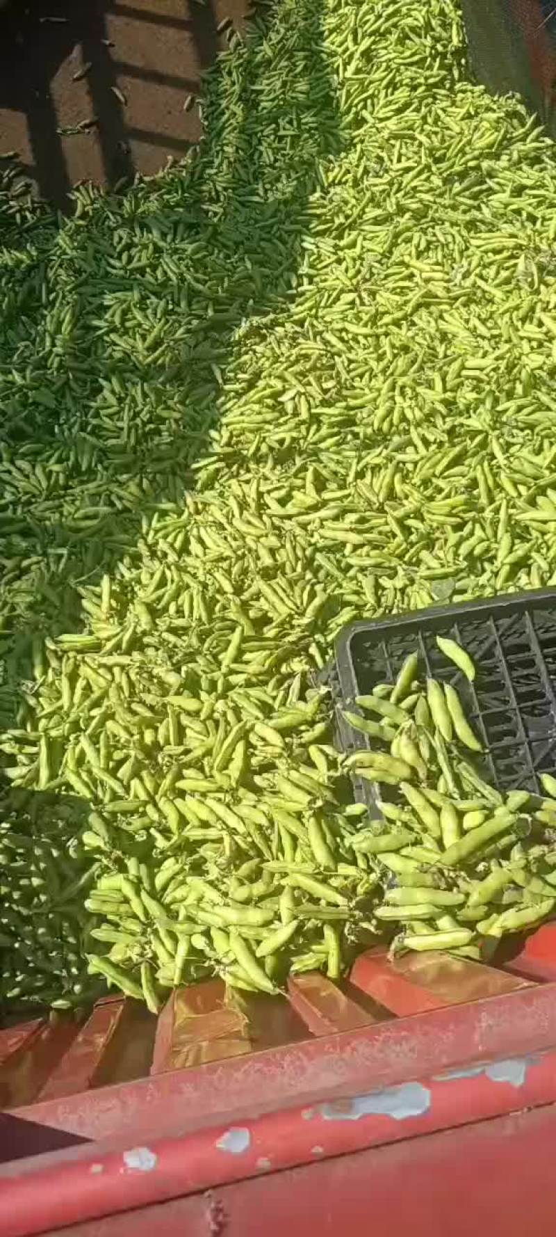 蚕豆