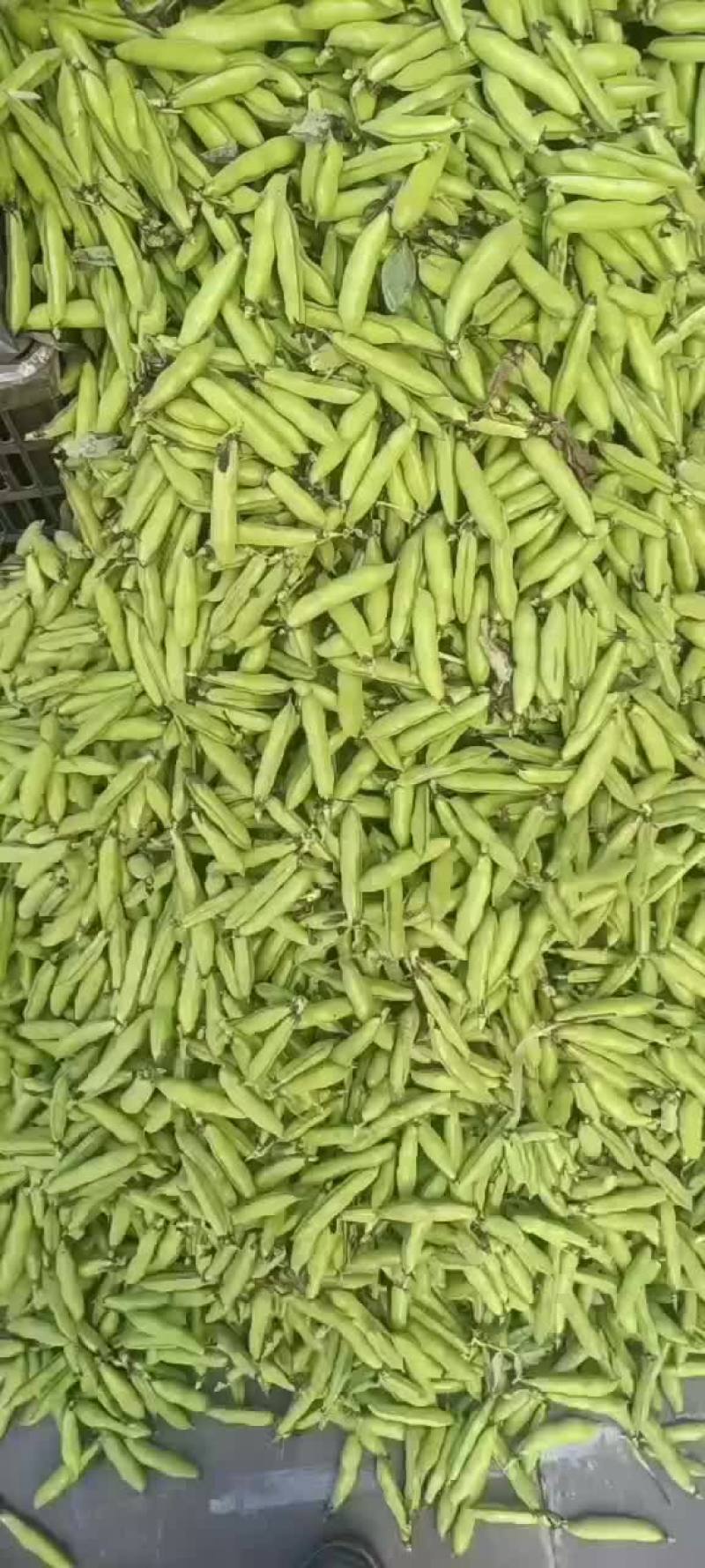 蚕豆