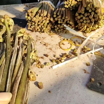 天天大量收购蕨菜