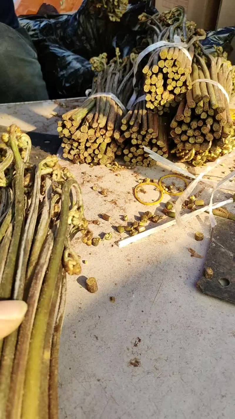 天天大量收购蕨菜