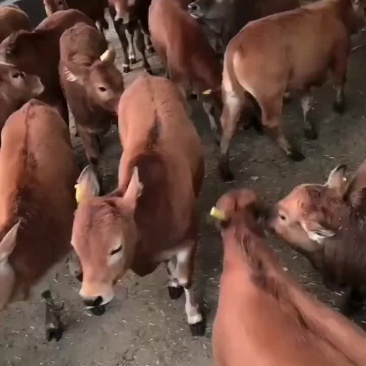 黄牛改良肉牛品种