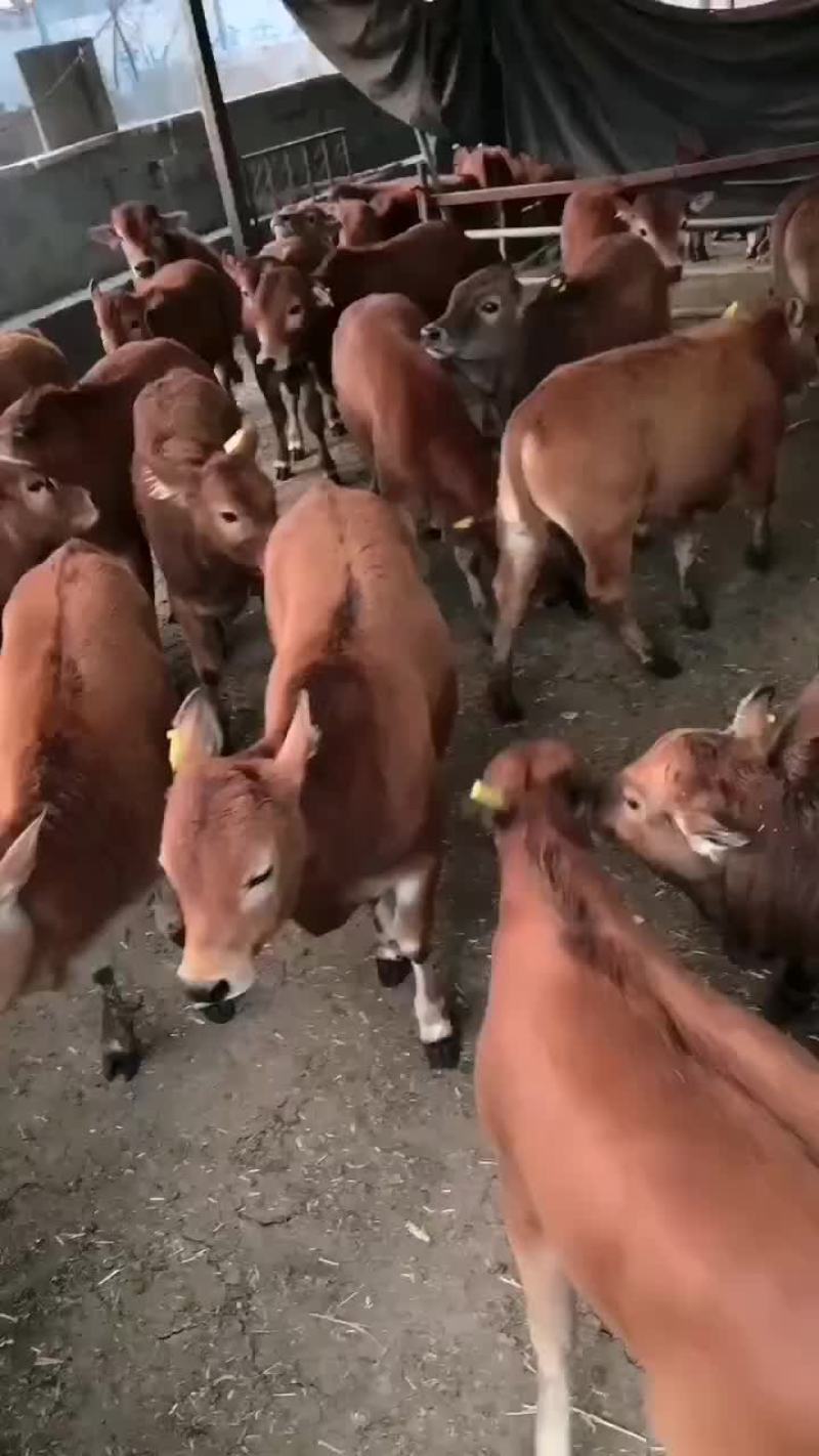 黄牛改良肉牛品种