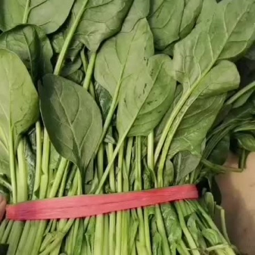 菠菜