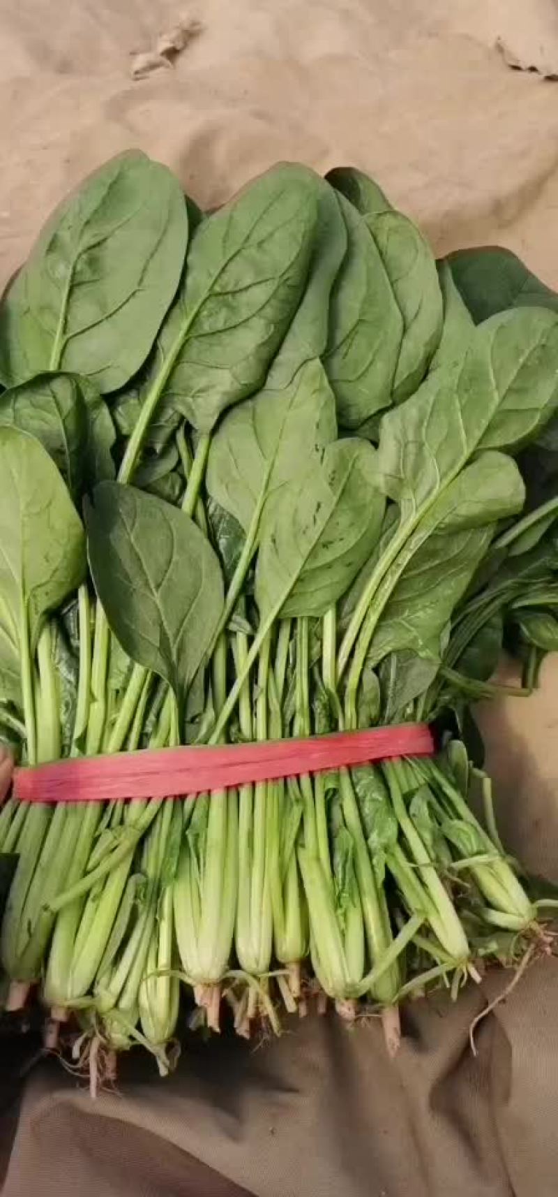 菠菜