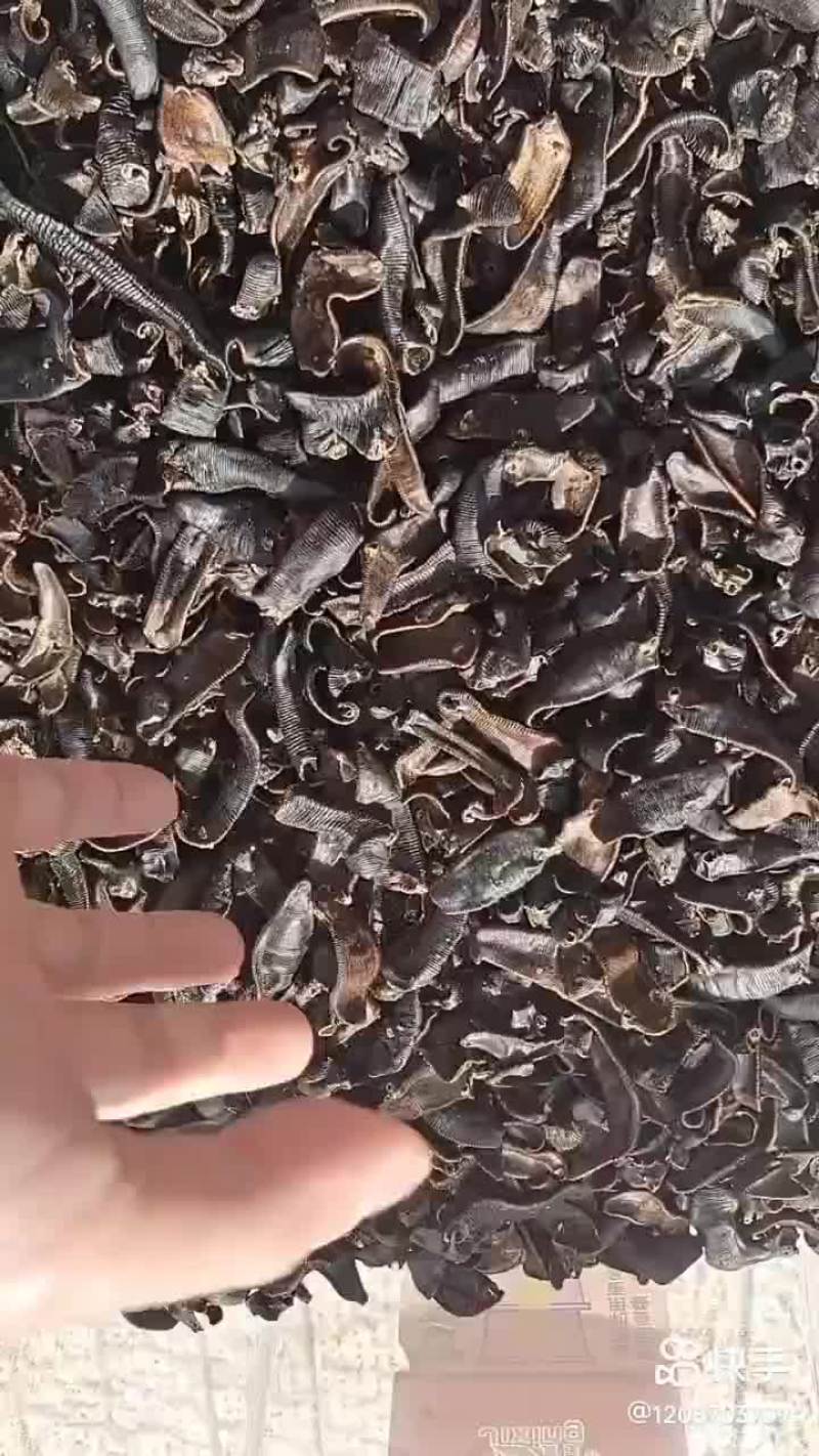 清水吊干，一手货源，几个小兄弟一起干的欢迎各位老板采购