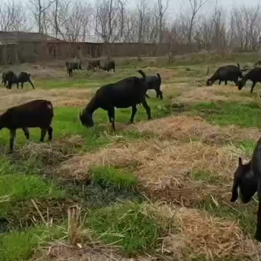 黑山羊