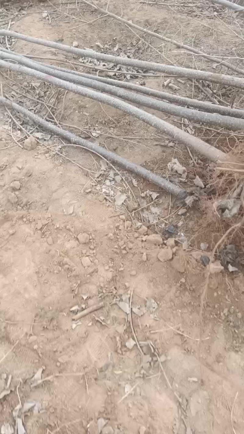 107速生杨树苗大量有货需要的联系二年苗子
