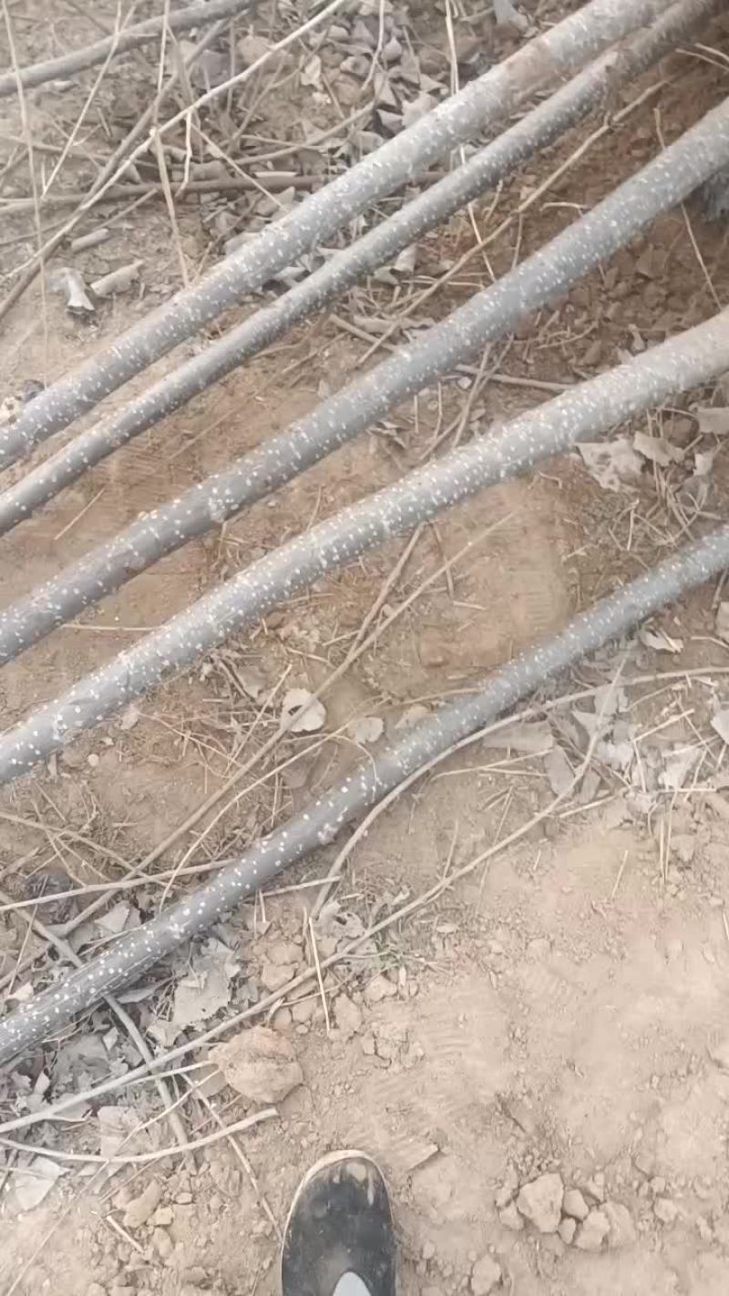 107速生杨树苗大量有货需要的联系二年苗子