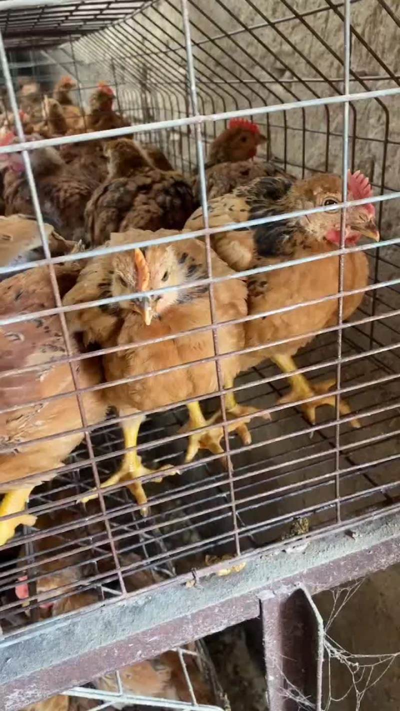 优质鸡苗