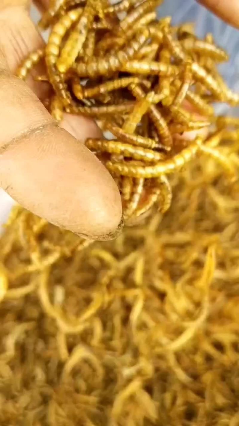 优质黄粉虫