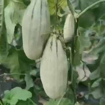 热销商品博洋甜瓜