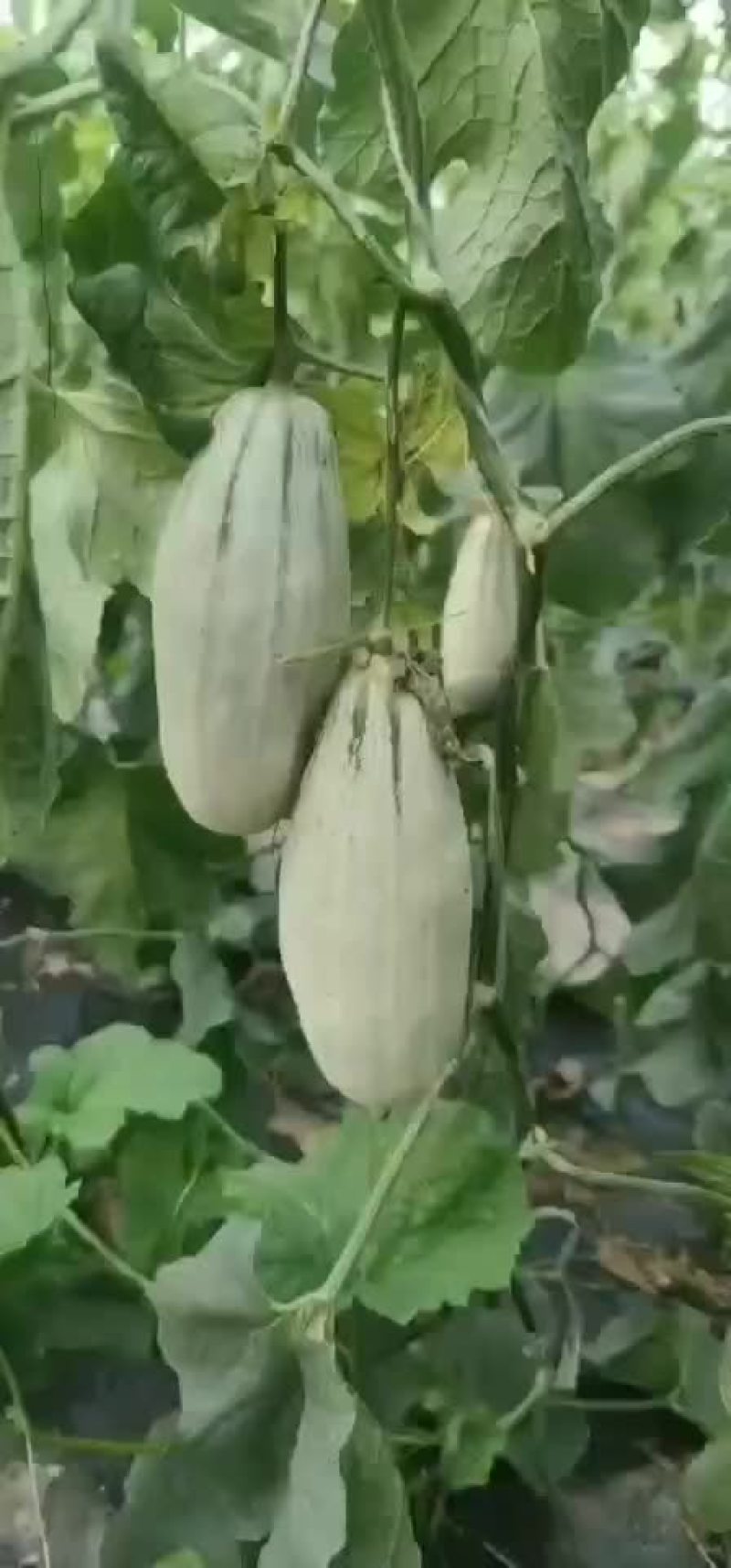 热销商品博洋甜瓜