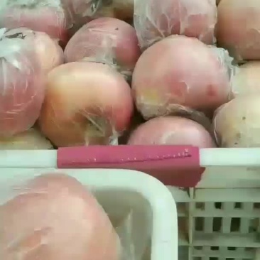 大量供应临猗冰糖心红富士苹果，箱装，筐装，大铁筐降价处理