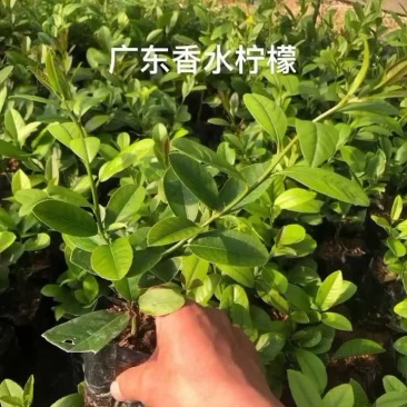 百香果