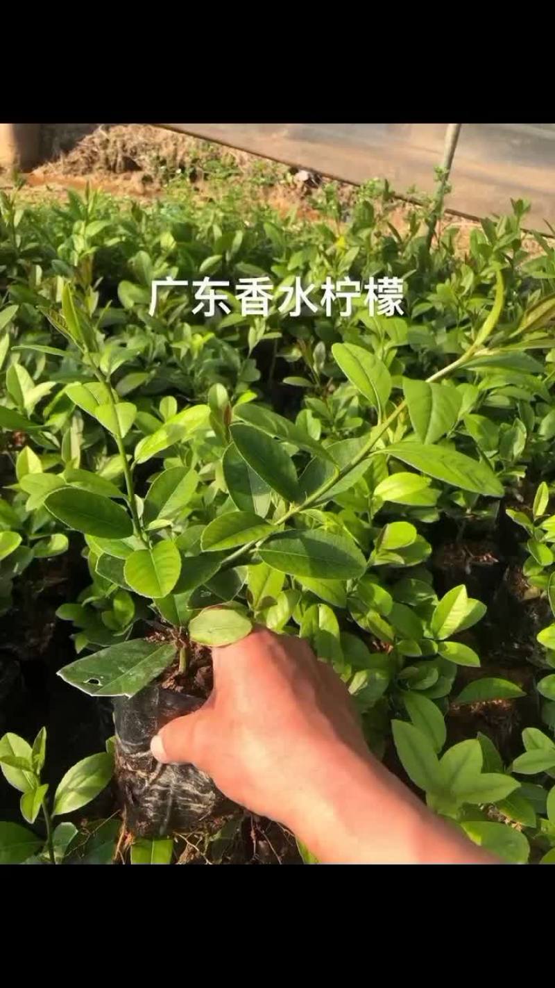 百香果