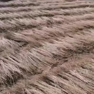 优质大量梭梭供应