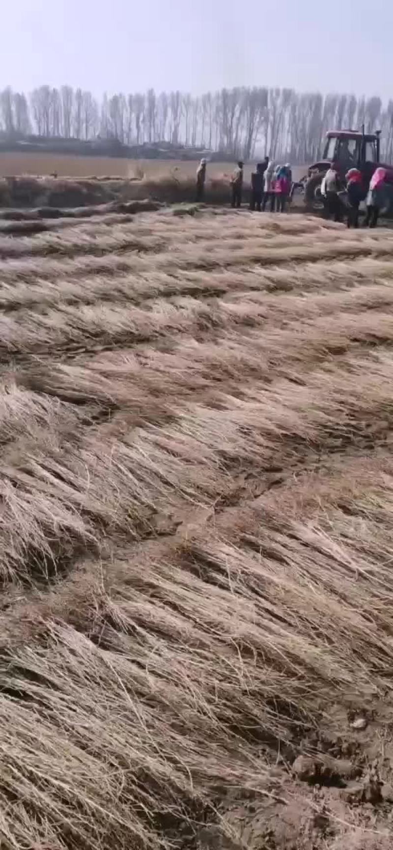 优质大量梭梭供应