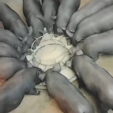健康仔猪，疫苗接种齐全。长年供货，畅销全国。