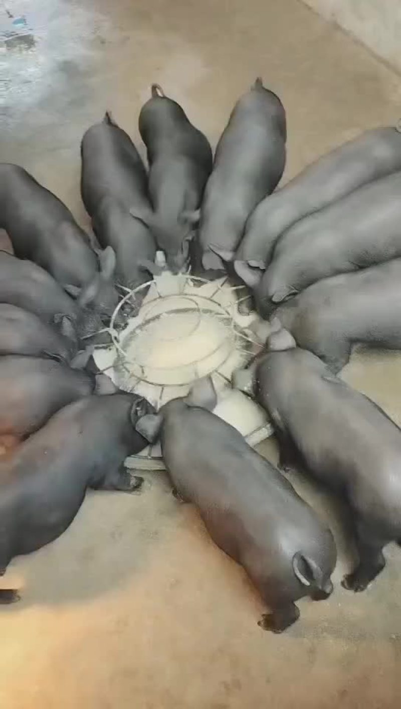 健康仔猪，疫苗接种齐全。长年供货，畅销全国。