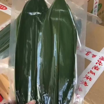 武陵山野生粽叶端午节包粽子专用