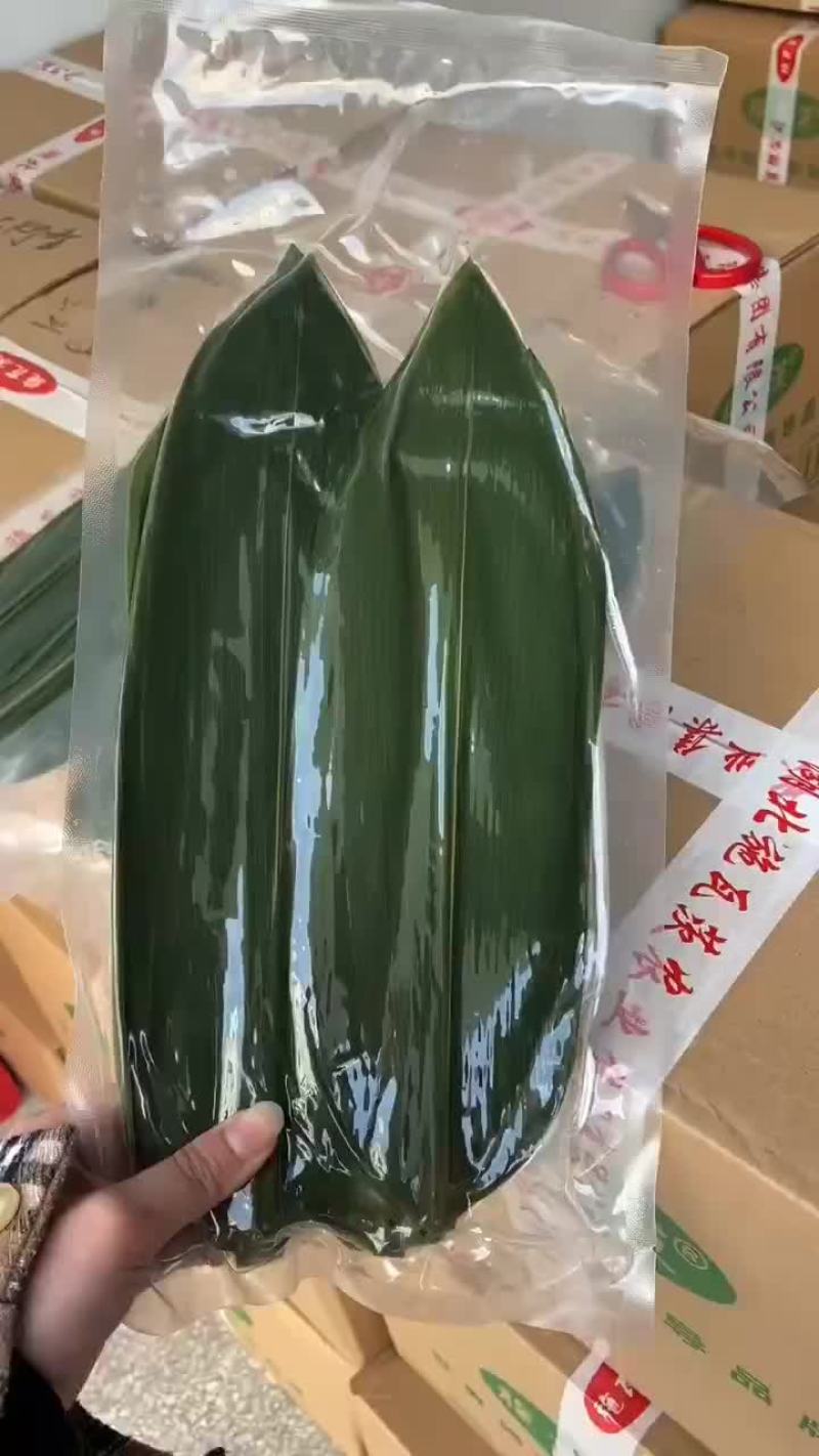 武陵山野生粽叶端午节包粽子专用
