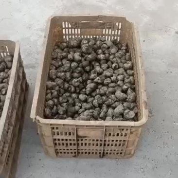 田螺