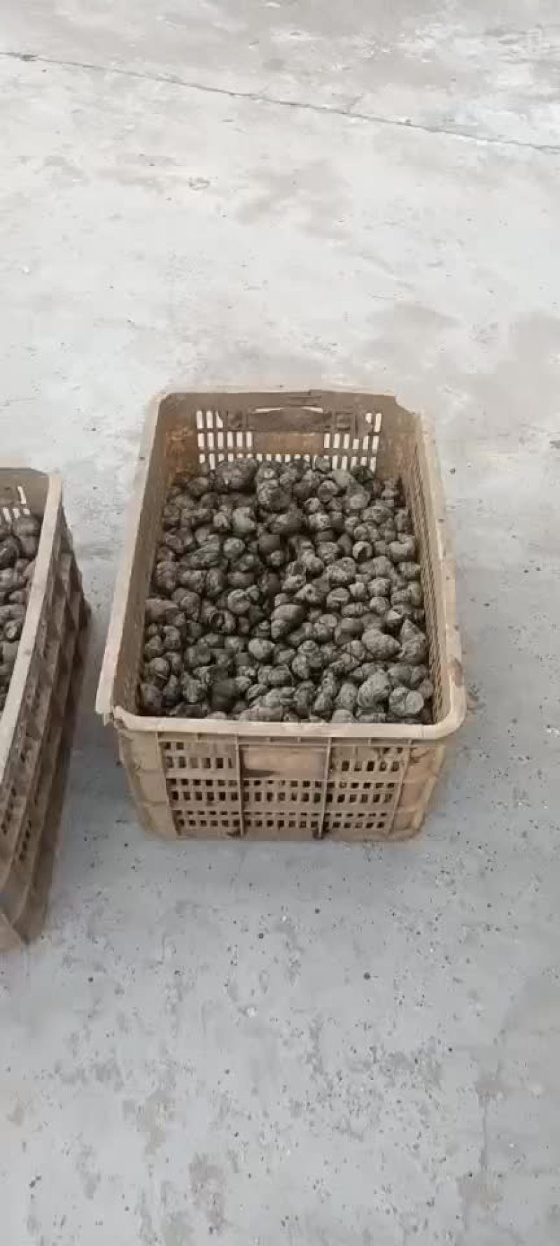 田螺