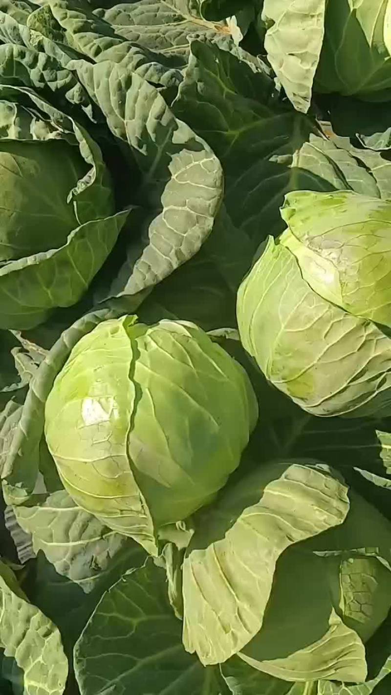 云南甘蓝