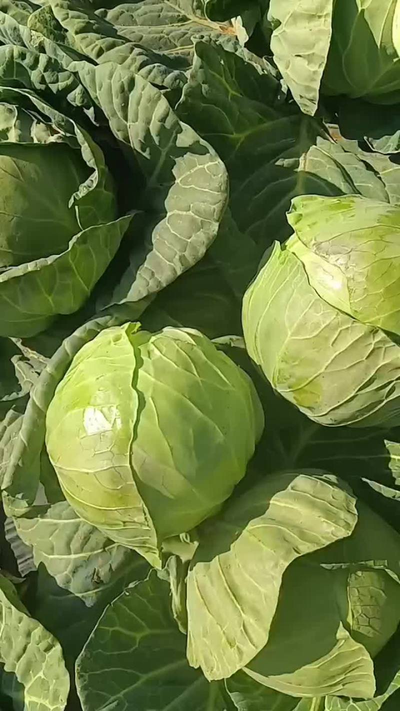 云南甘蓝