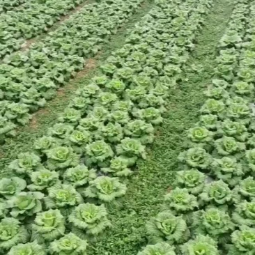清明白菜大量供应