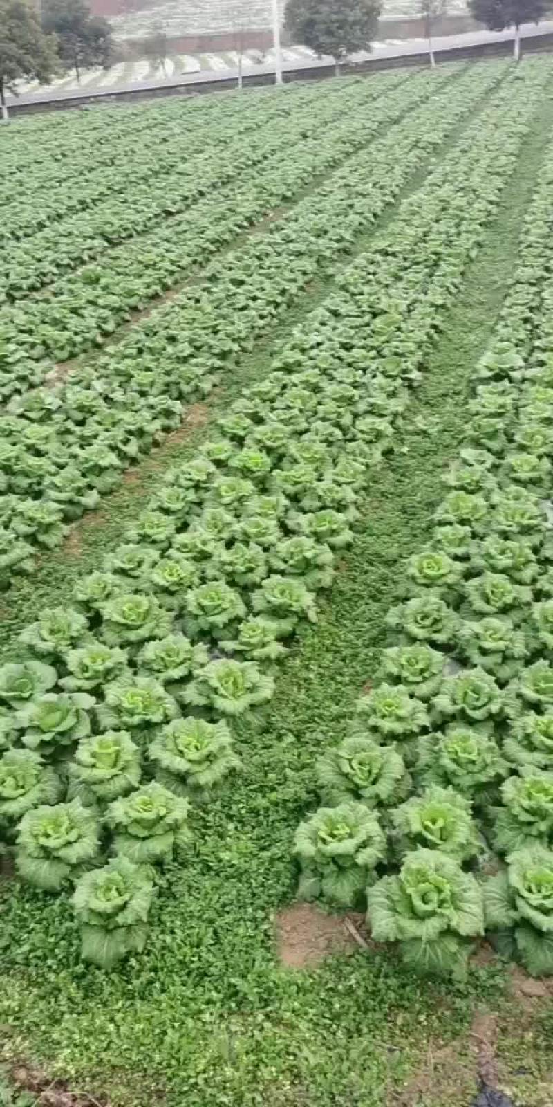 清明白菜大量供应
