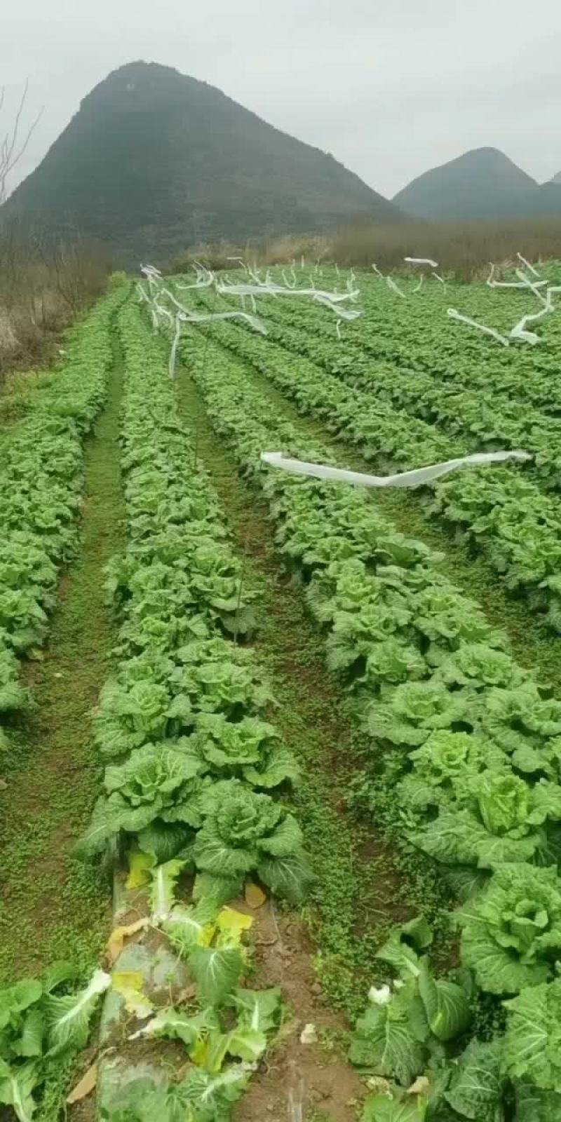 清明白菜大量供应