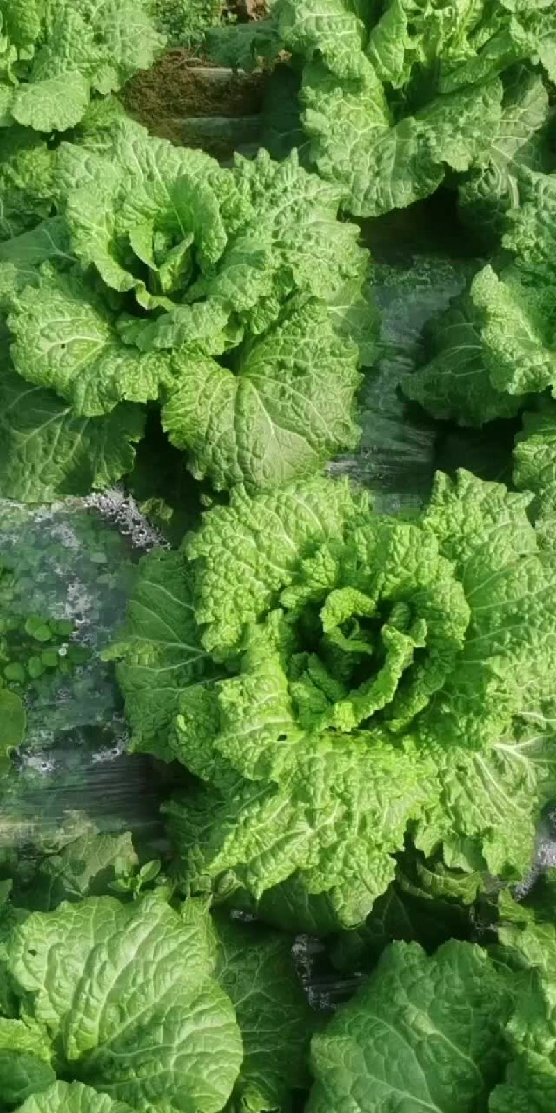 清明白菜大量供应