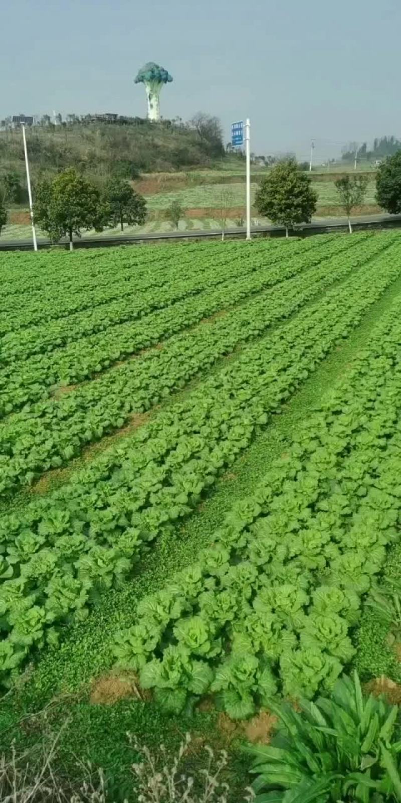 清明白菜大量供应
