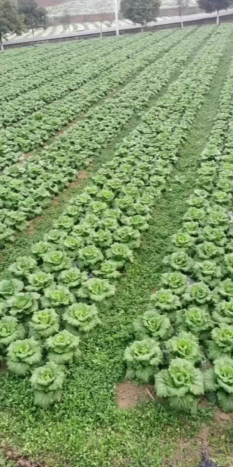 清明白菜大量供应