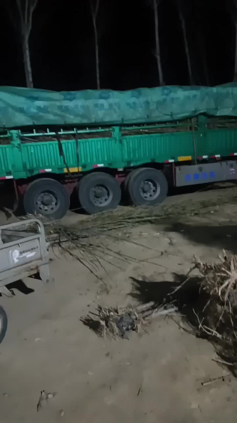 107速生杨大量有货需要的联系