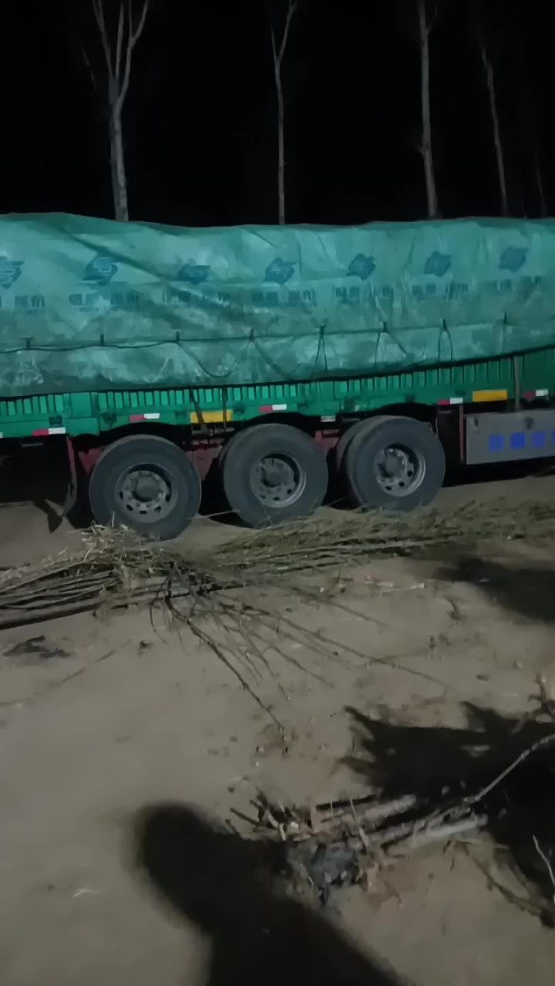 107速生杨大量有货需要的联系