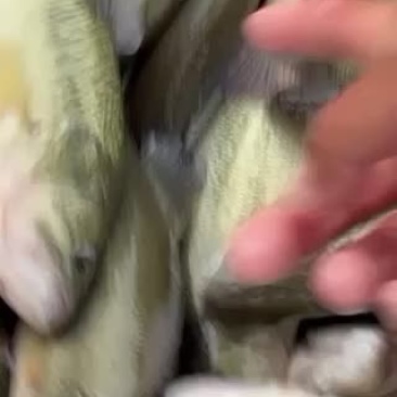 鲈鱼，淡水鲈鱼