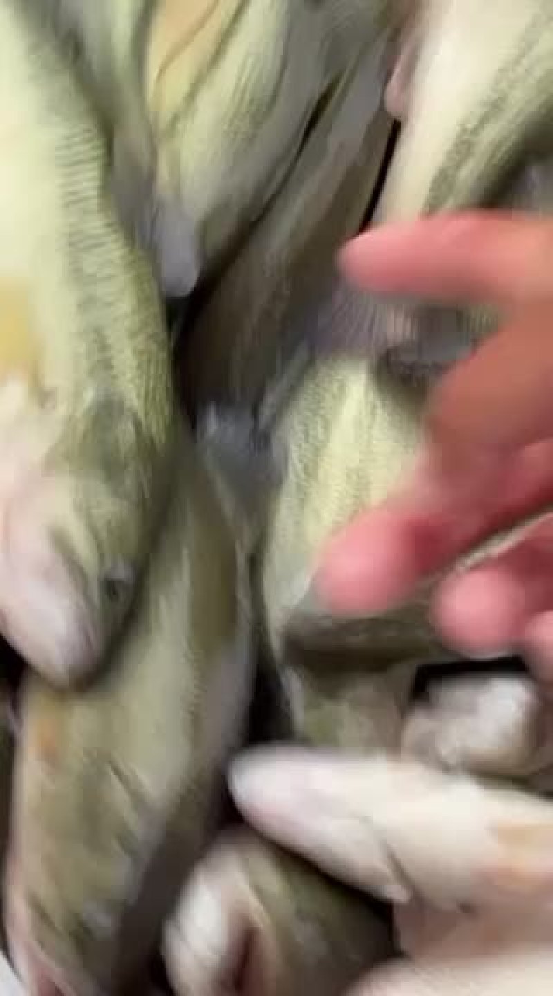 鲈鱼，淡水鲈鱼