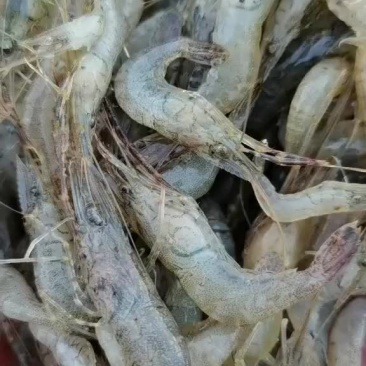 速冻河虾：活体冷冻质量保证：欢迎你订购