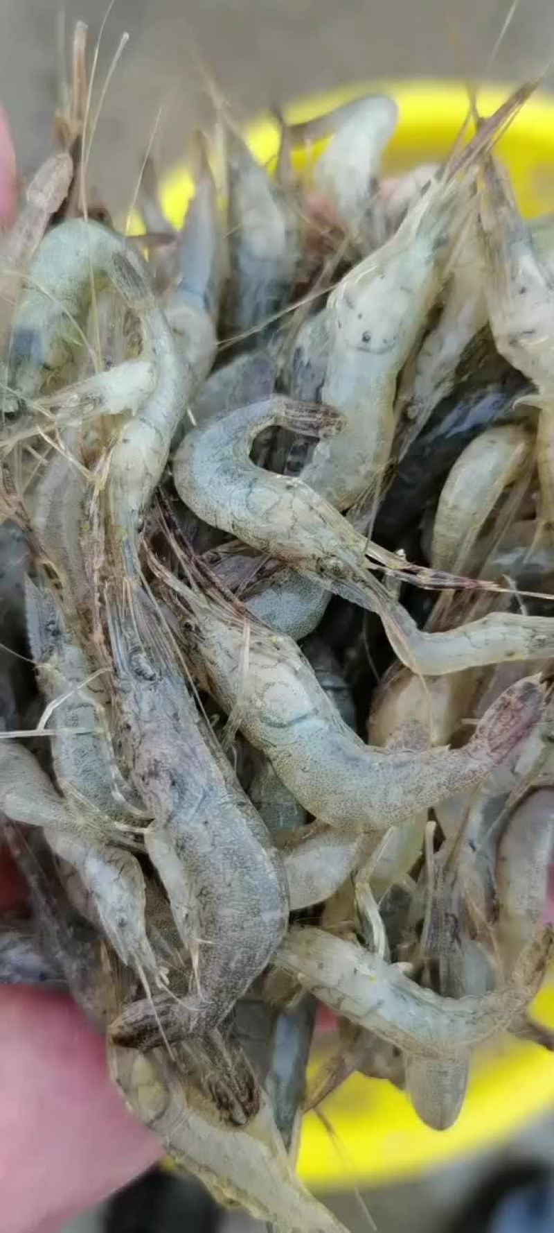 速冻河虾：活体冷冻质量保证：欢迎你订购