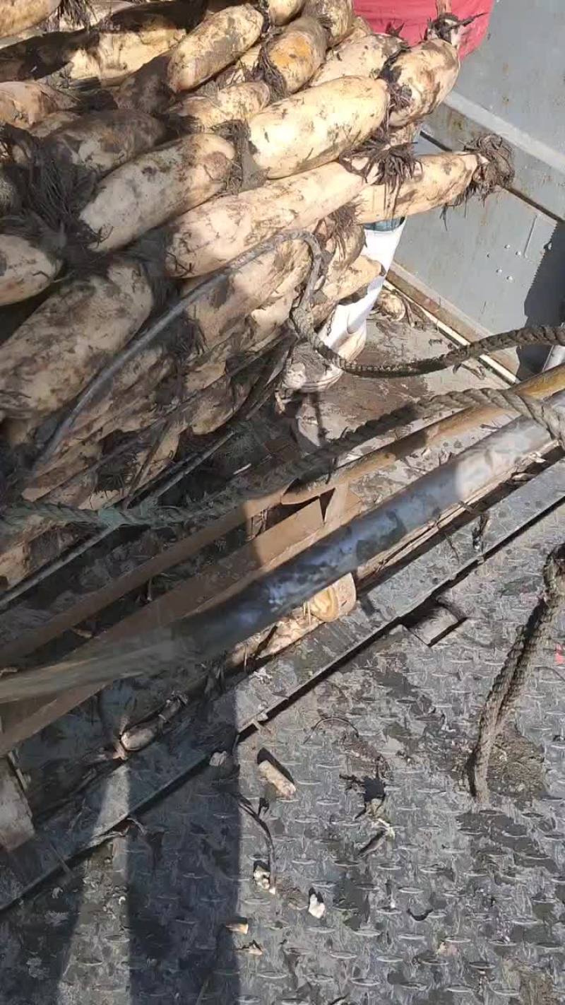 莲藕，精品红芽莲藕宝应上车中，莲藕白嫩个头特别大，