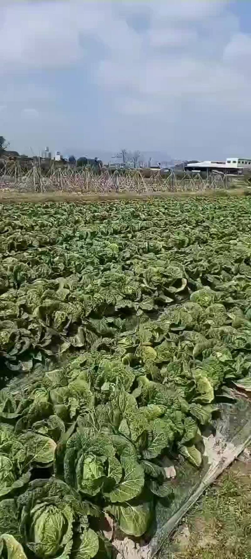 黄心白菜，两天以后能砍了