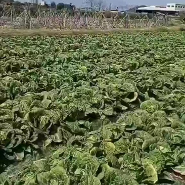 黄心白菜，两天后砍，需要的联系