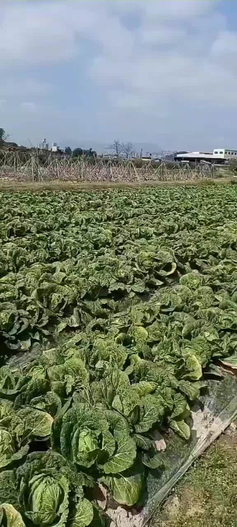 黄心白菜，两天后砍，需要的联系