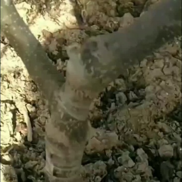精选优质无刺无刺花椒苗