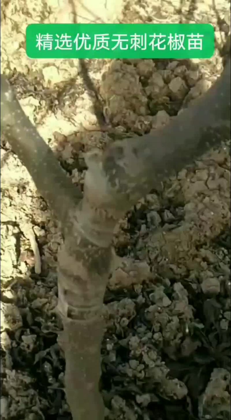 精选优质无刺无刺花椒苗