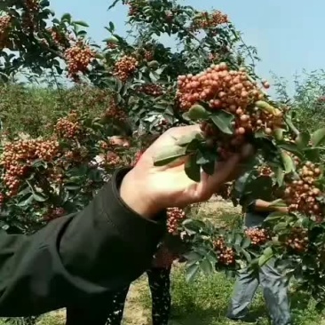 精选优质无刺高产花椒苗