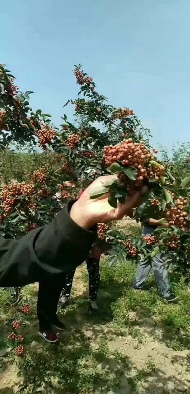 精选优质无刺高产花椒苗